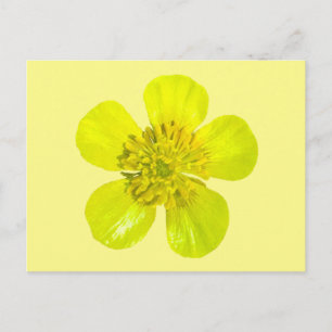 Beaming Butterkoppsblomma - genomskinlig. Kort