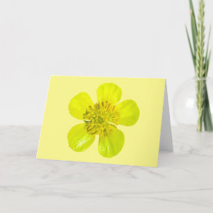 Beaming Butterkoppsblomma - genomskinlig. Kort