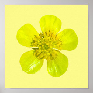Beaming Butterkoppsblomma - genomskinlig. Poster