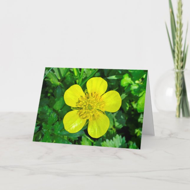 Beaming Butterkoppsblomma. Kort (Framsida)