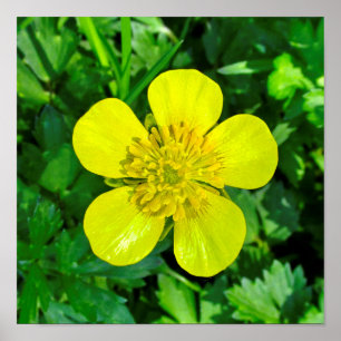Beaming Butterkoppsblomma. Poster