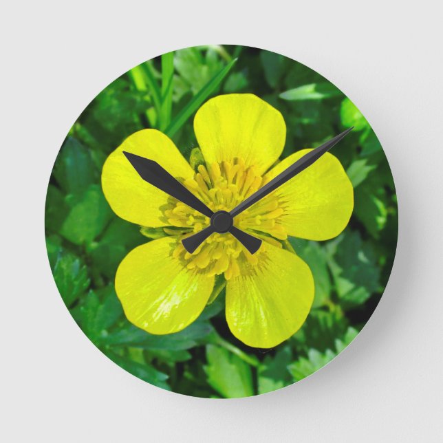 Beaming Butterkoppsblomma. Rund Klocka (Framsida)
