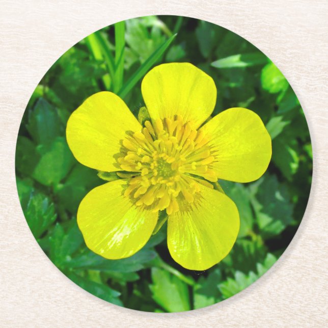 Beaming Butterkoppsblomma. Underlägg Papper Rund (Framsidan)