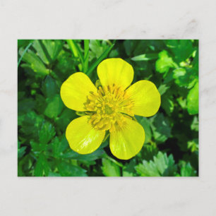 Beaming Butterkoppsblomma. Vykort