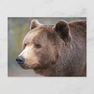 Bear Ansikte Vykort