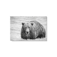 Bear Black and White Wildlife