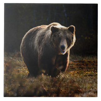 Bear Ceramic Tile Kakelplatta