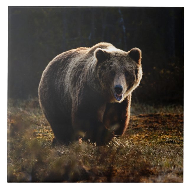 Bear Ceramic Tile Kakelplatta (Framsidan)