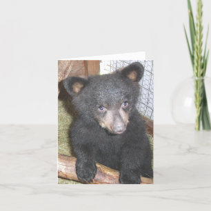 Bear Cub Note Card Kort