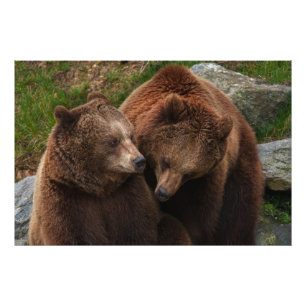 Bear Female Gazing in Male Fototryck