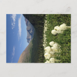Bear Grass Glacier National Park-vykort Vykort