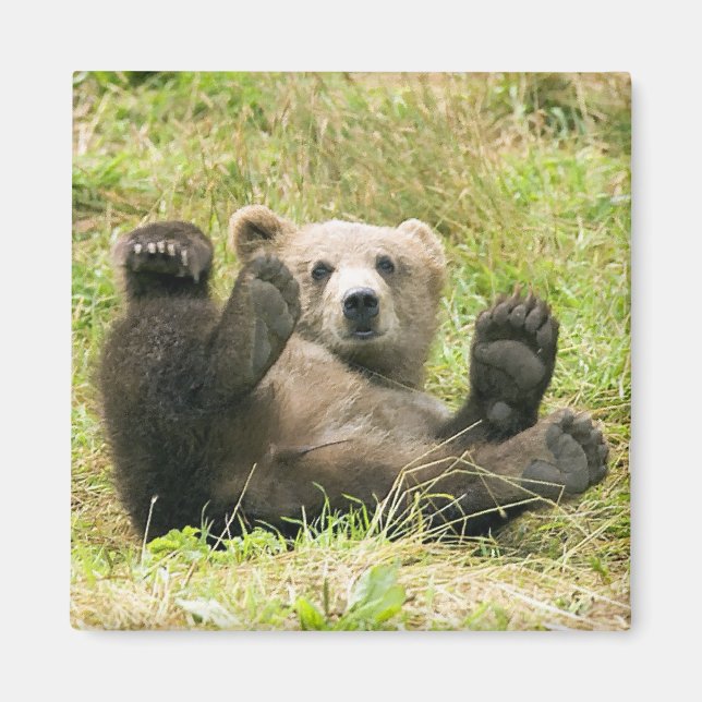 Bear_Kodiak_Älskare-gåvor Magnet (Framsidan)
