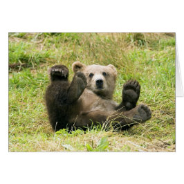 Bear_Kodiak_Unge OBS Kort