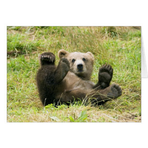 Bear_Kodiak_Unge OBS Kort