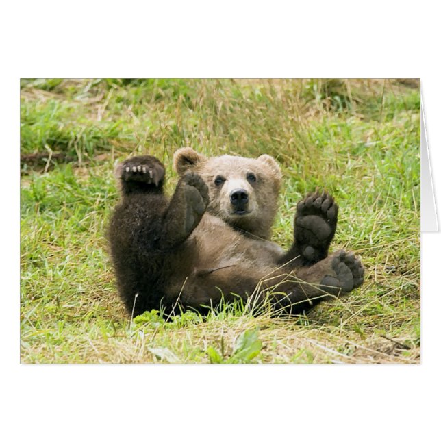 Bear_Kodiak_Unge OBS Kort (Framsidan Horizontal)