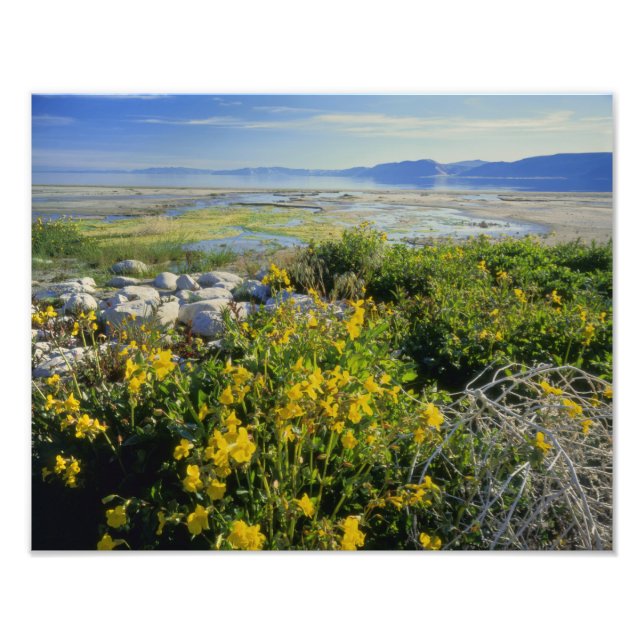 BEAR LAKE, UT, USA, apanflora & rullebuske, Fototryck (Framsidan)