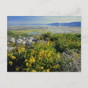 BEAR LAKE, UT, USA, aporört & rullebuske, Vykort