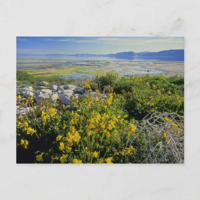 BEAR LAKE, UT, USA, aporört & rullebuske, Vykort (Framsida)