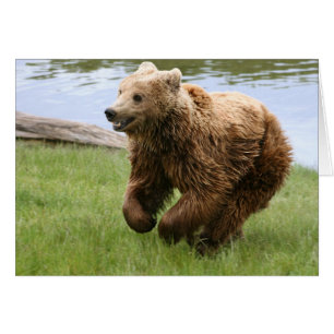 Bear Running OBS Kort