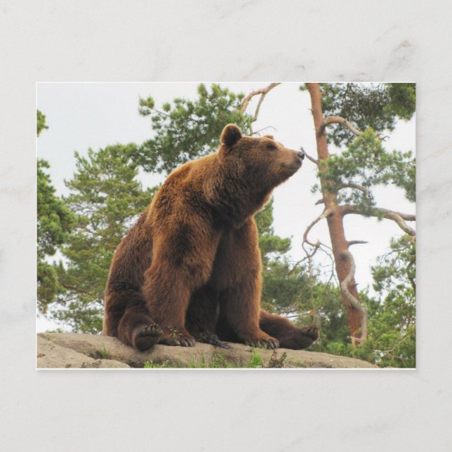 BEAR SITTA PÅ A STEN VYKORT (Framsida)