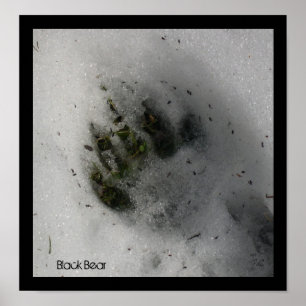 Bear Track-Poster Poster