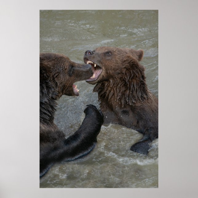 Bear Vatten Fight Poster (Framsidan)