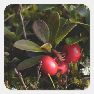 Bearberry, Arctostaphylus uva-ursi Fyrkantigt Klistermärke