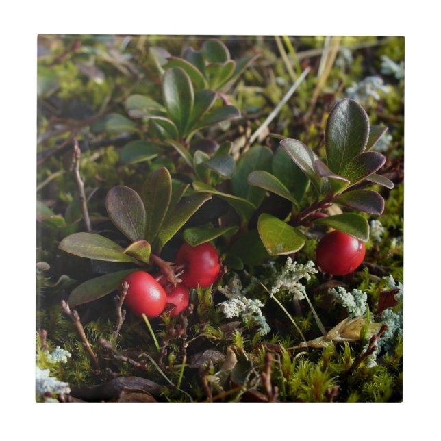 Bearberry Arctostaphylus uva-ursi Kakelplatta (Framsidan)