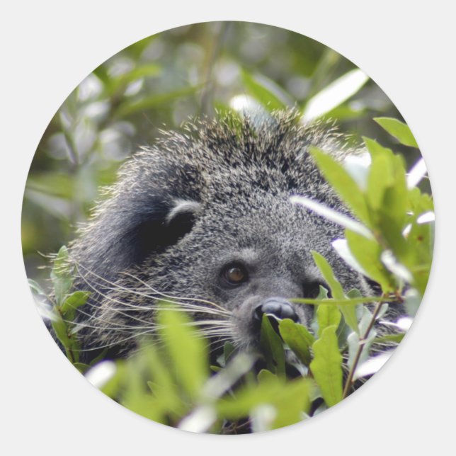 Bearcat Stickers Runt Klistermärke (Framsida)