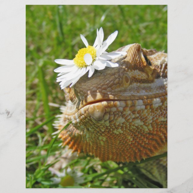 Beardad drake (Framsida)