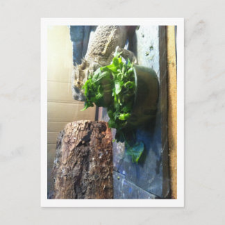 Beardad drake njuter av sallad vykort