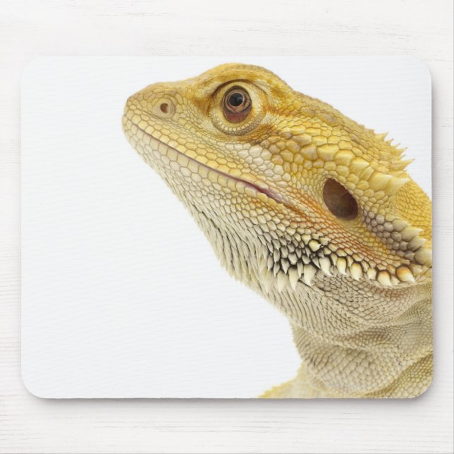 Beardad drake (Pogona Vitticeps) Musmatta (Framsidan)