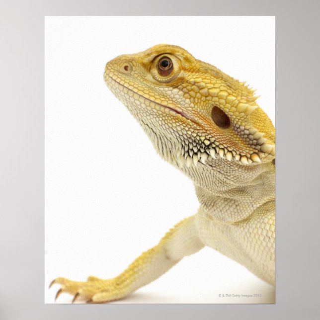 Beardad drake (Pogona Vitticeps) Poster (Framsidan)