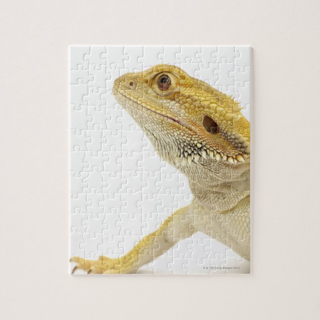 Beardad drake (Pogona Vitticeps) Pussel (Vertikal)