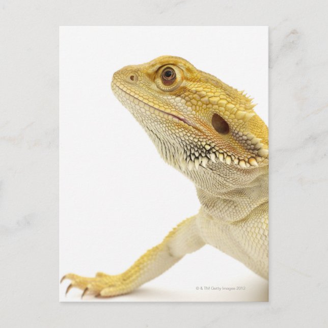 Beardad drake (Pogona Vitticeps) Vykort (Framsida)