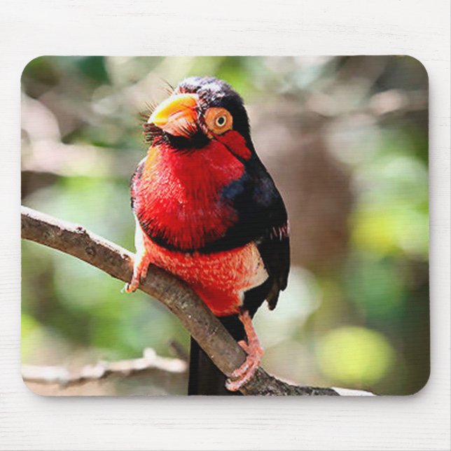 Bearded Barbet Bird Mousepad Musmatta (Framsidan)