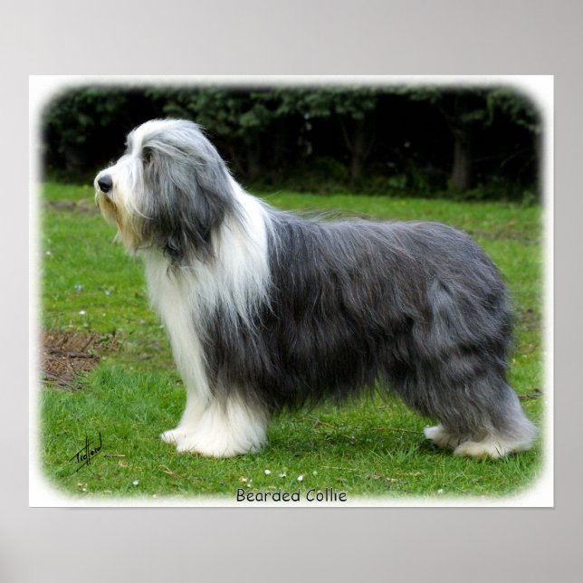 Bearded Collie 8R002D-16 Poster (Framsidan)