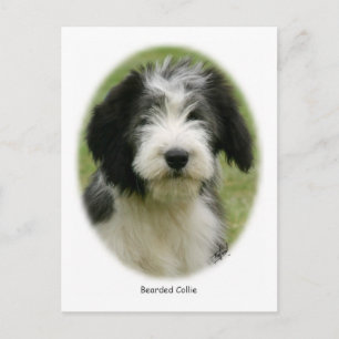Bearded Collie 9Y049D-018 Vykort
