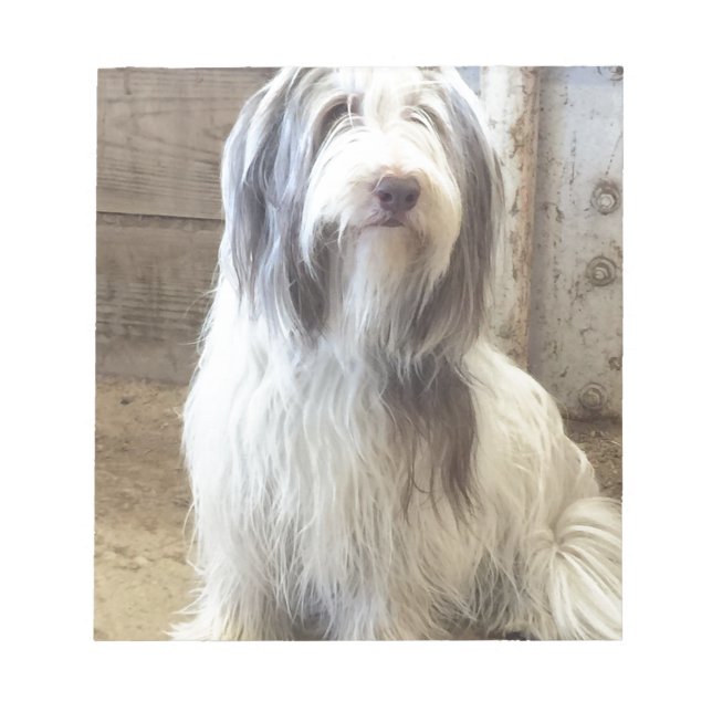 Bearded Collie Anteckningsblock (Framsida)