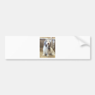 Bearded Collie Bildekal