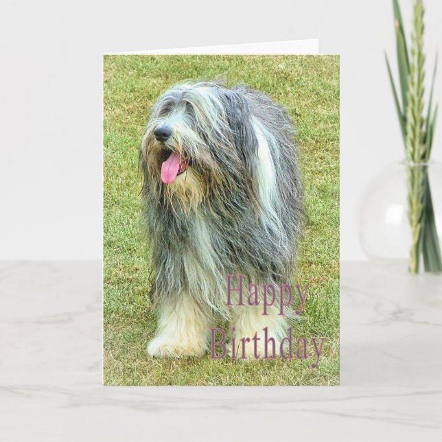 Bearded Collie Birthday-kort Kort (Framsida)