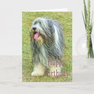 Bearded Collie Birthday-kort Kort