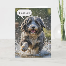 Bearded Collie for Birthday Kort