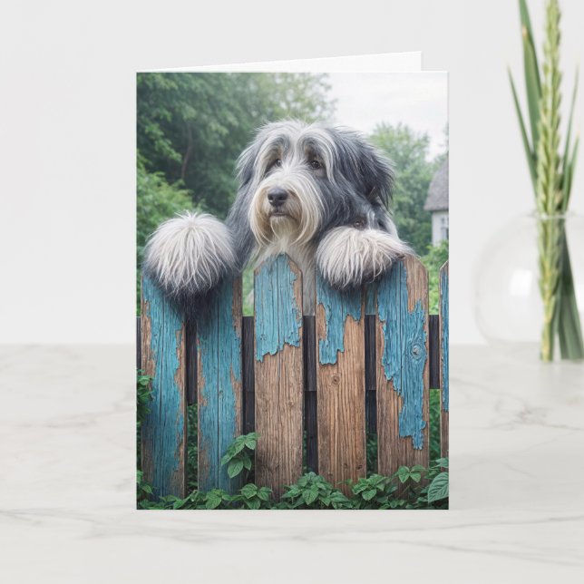 Bearded Collie Grattis på födelsedagen Kort (Framsida)