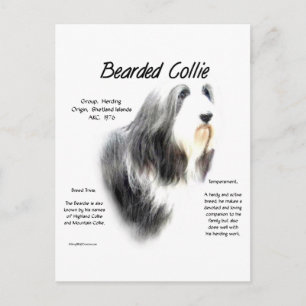 Bearded Collie History; Kärlek Bearded Collies Vykort