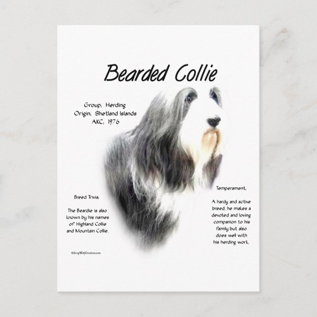 Bearded Collie History; Kärlek Bearded Collies Vykort (Framsida)