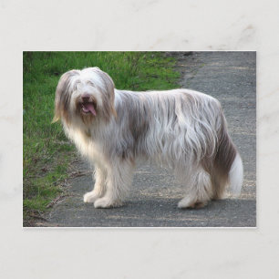 Bearded Collie Hund Vykort