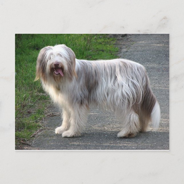 Bearded Collie Hund Vykort (Framsida)