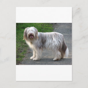 Bearded Collie Hund Vykort