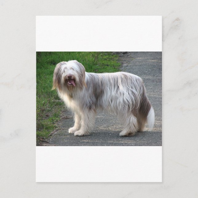 Bearded Collie Hund Vykort (Framsida)
